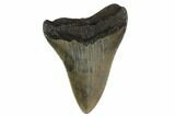 Fossil Megalodon Tooth - South Carolina #130782-2